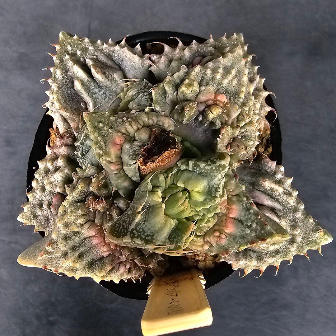 メルカリ便発送&ロウルサンコさんラベル付き☆フォーカリア コンクリートジャングル