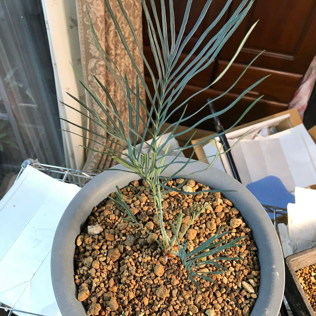 サイカスカイルンシアナ、オーストラリア原産、希少品種