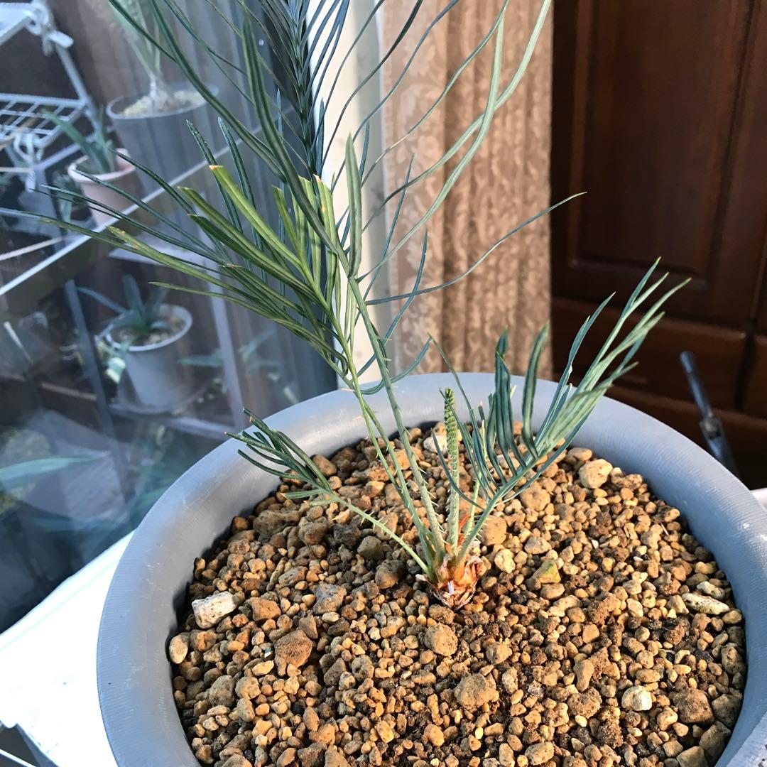 サイカスカイルンシアナ、オーストラリア原産、希少品種