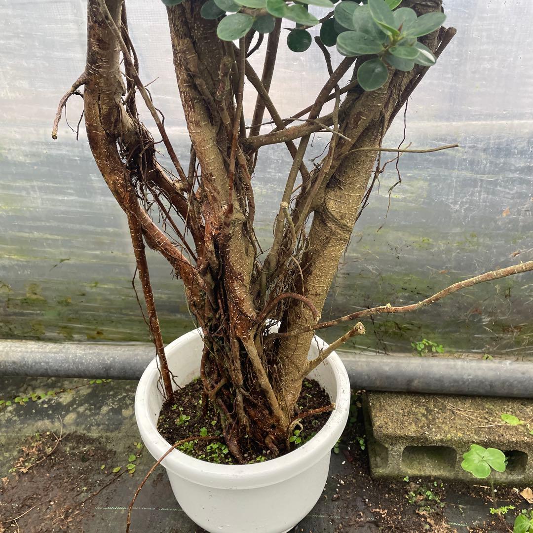 パンダガジュマル　コパンダ接木　10号リン鉢