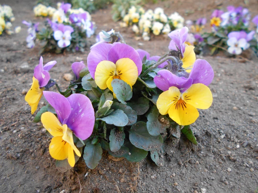 乾電池式/実写美⭕️【動作確認済】Nikon COOLPIX L30 シルバー