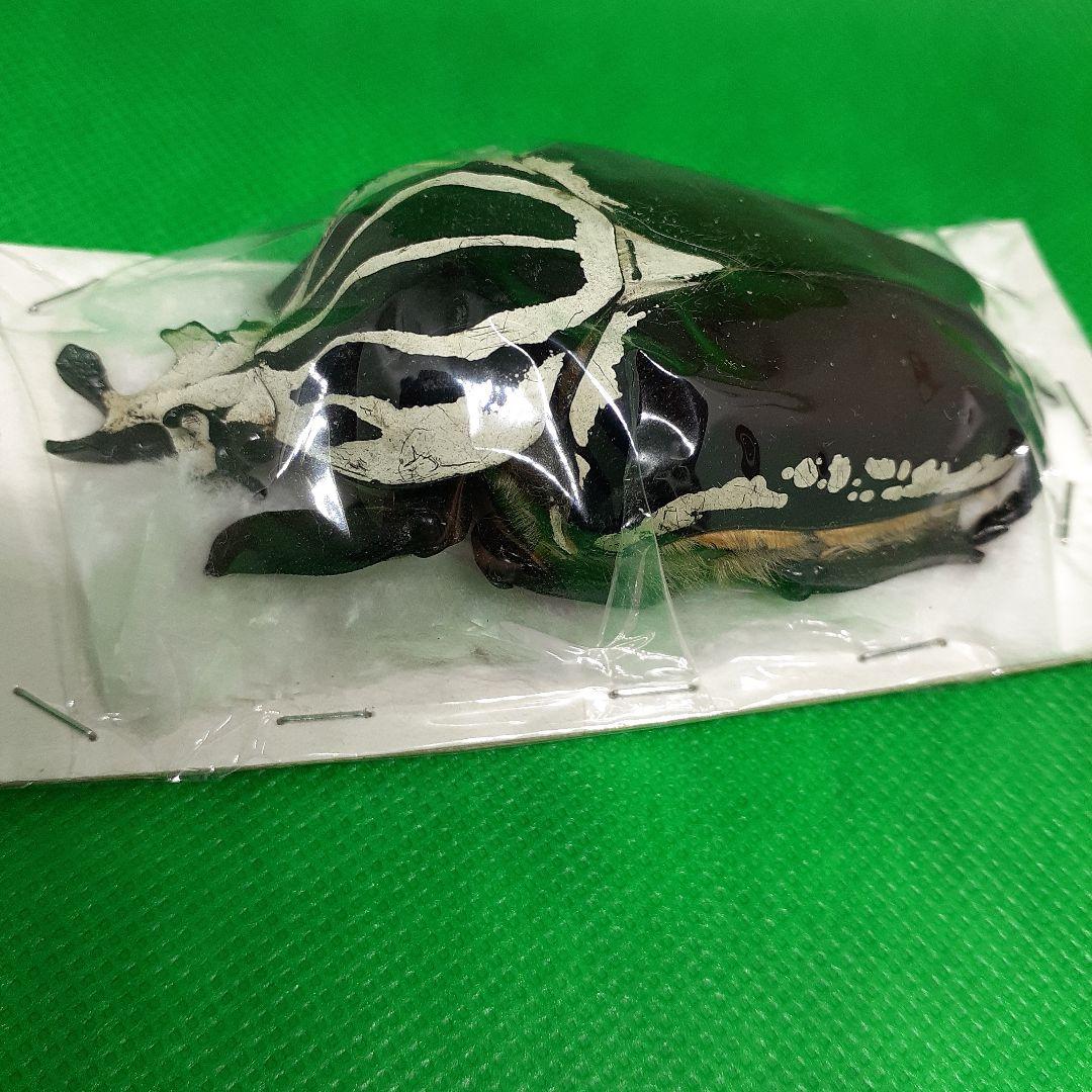 標本 Goliathus goliatus apicalis 85mm CONGO