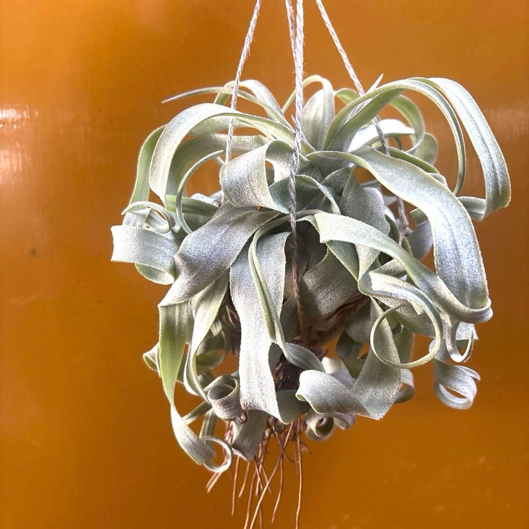 ストレプトフィラ