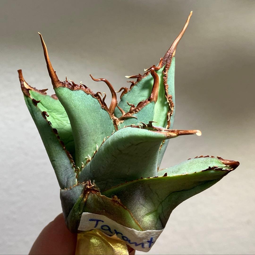 K*i様 【初売りオークション】71 REZA産　特選　長棘　アガベ　TARAN