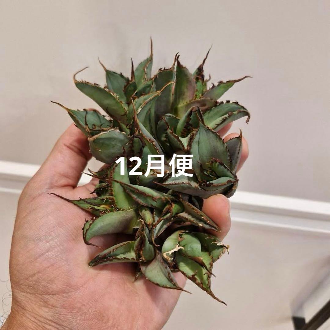 K*i様 【初売りオークション】71 REZA産　特選　長棘　アガベ　TARAN