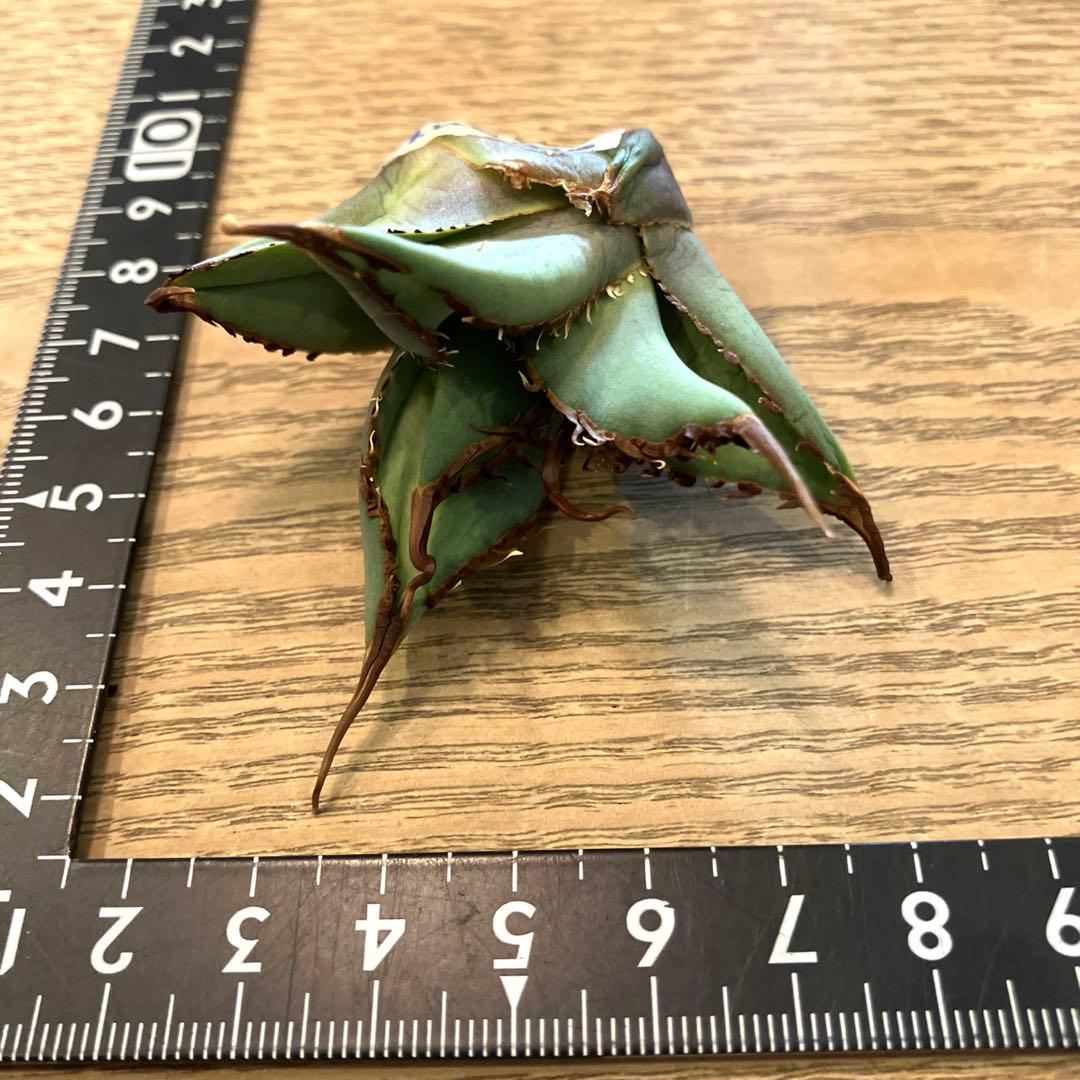 K*i様 【初売りオークション】71 REZA産　特選　長棘　アガベ　TARAN