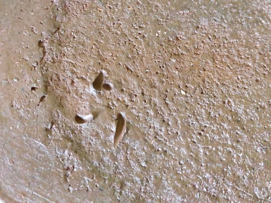 備前焼 金重晃介 水指