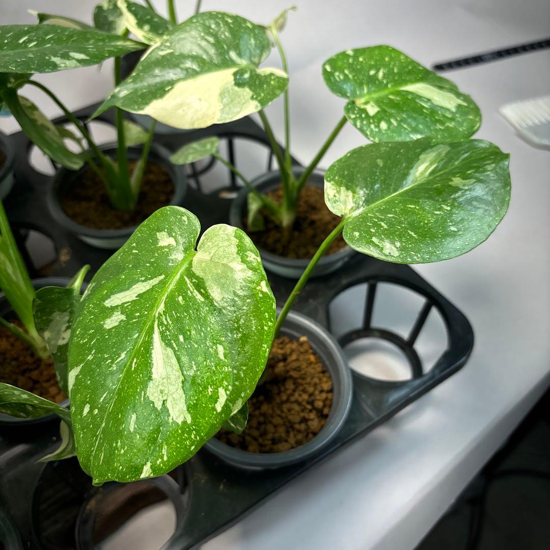 K*様 10株セットms05【特別選抜】モンステラ・タイコンステレーション 斑入