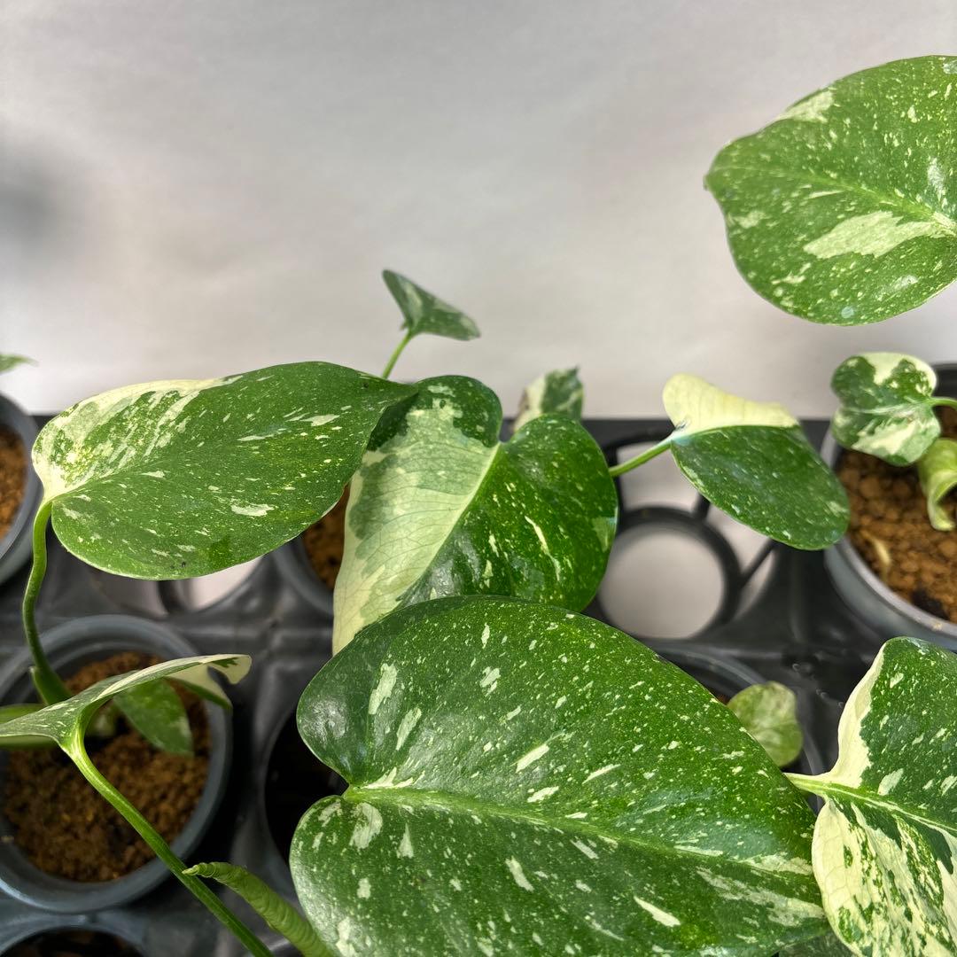 K*様 10株セットms05【特別選抜】モンステラ・タイコンステレーション 斑入