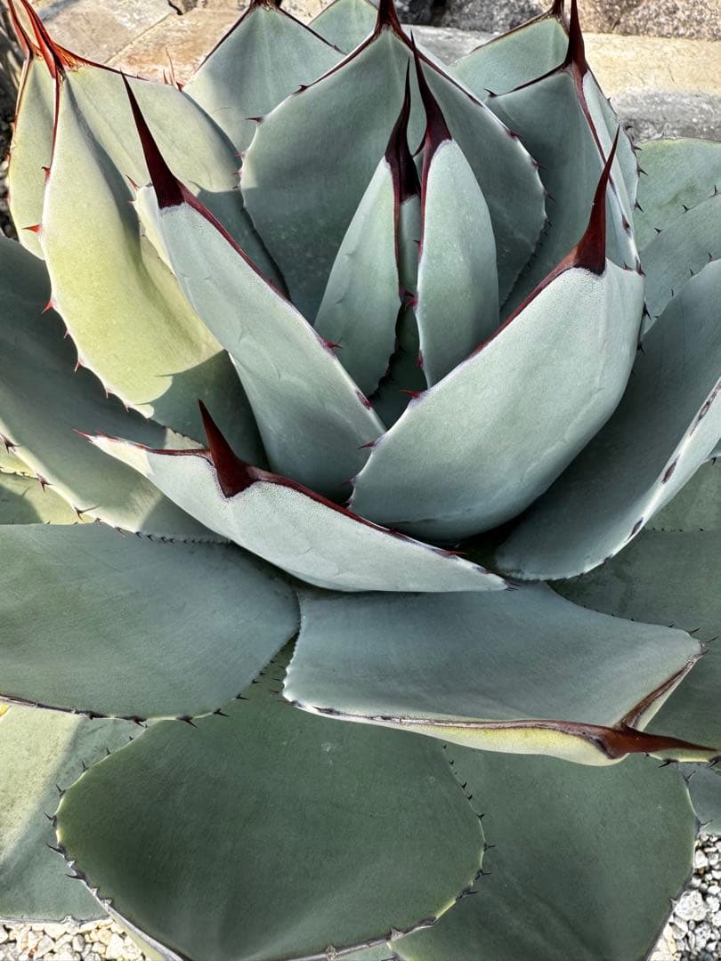 アガベ　パリー　トランカーター　ハンティントン　大株