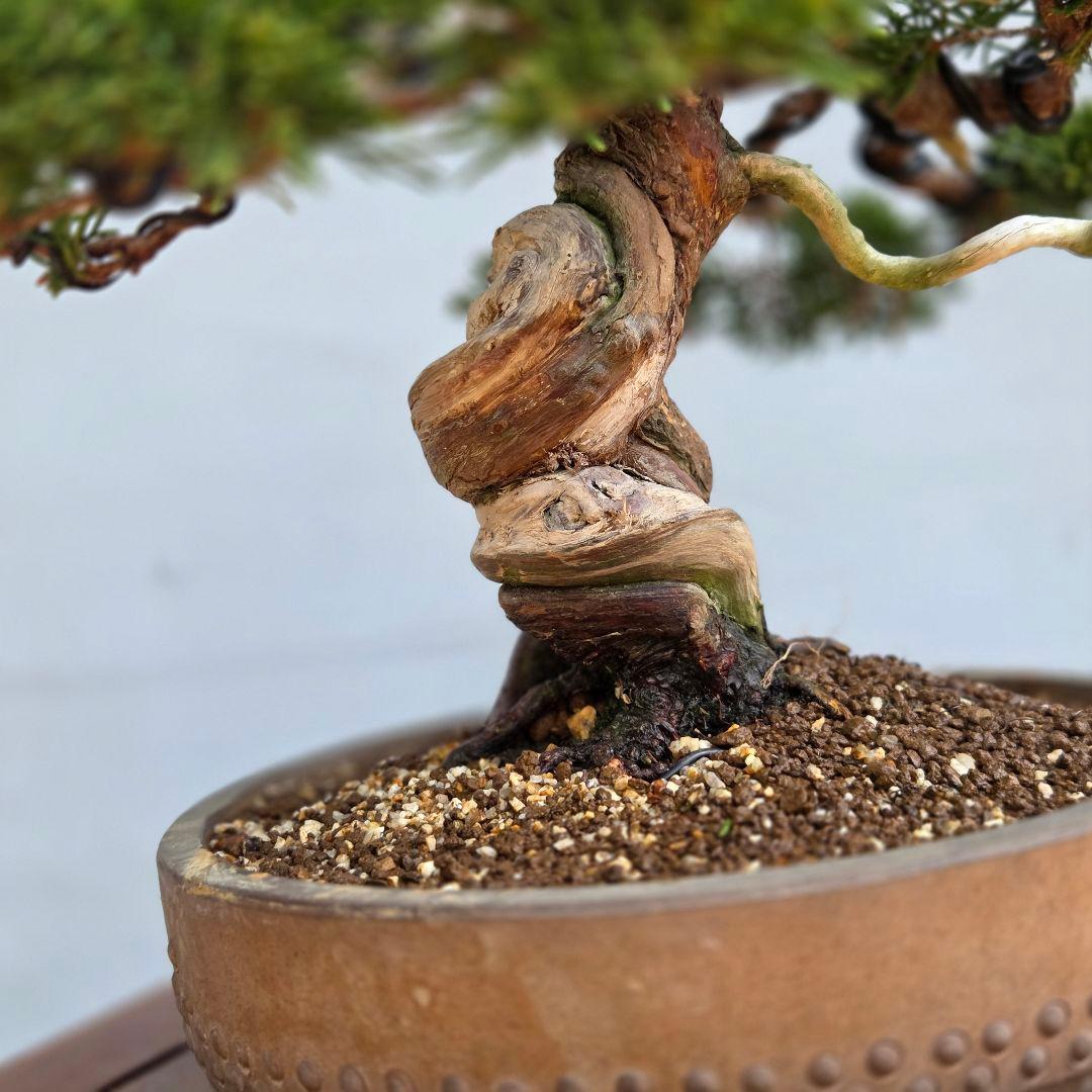 糸魚川真柏　[模様木]　中品盆栽