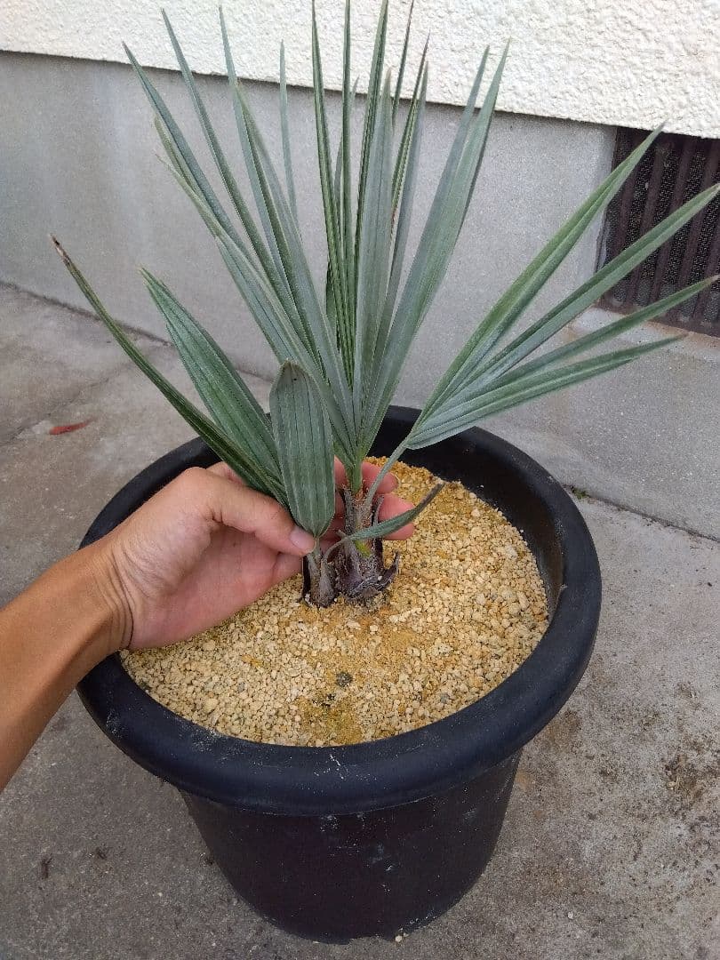 ブラヘアアルマータ　10号鉢つき　ダブル❗　①