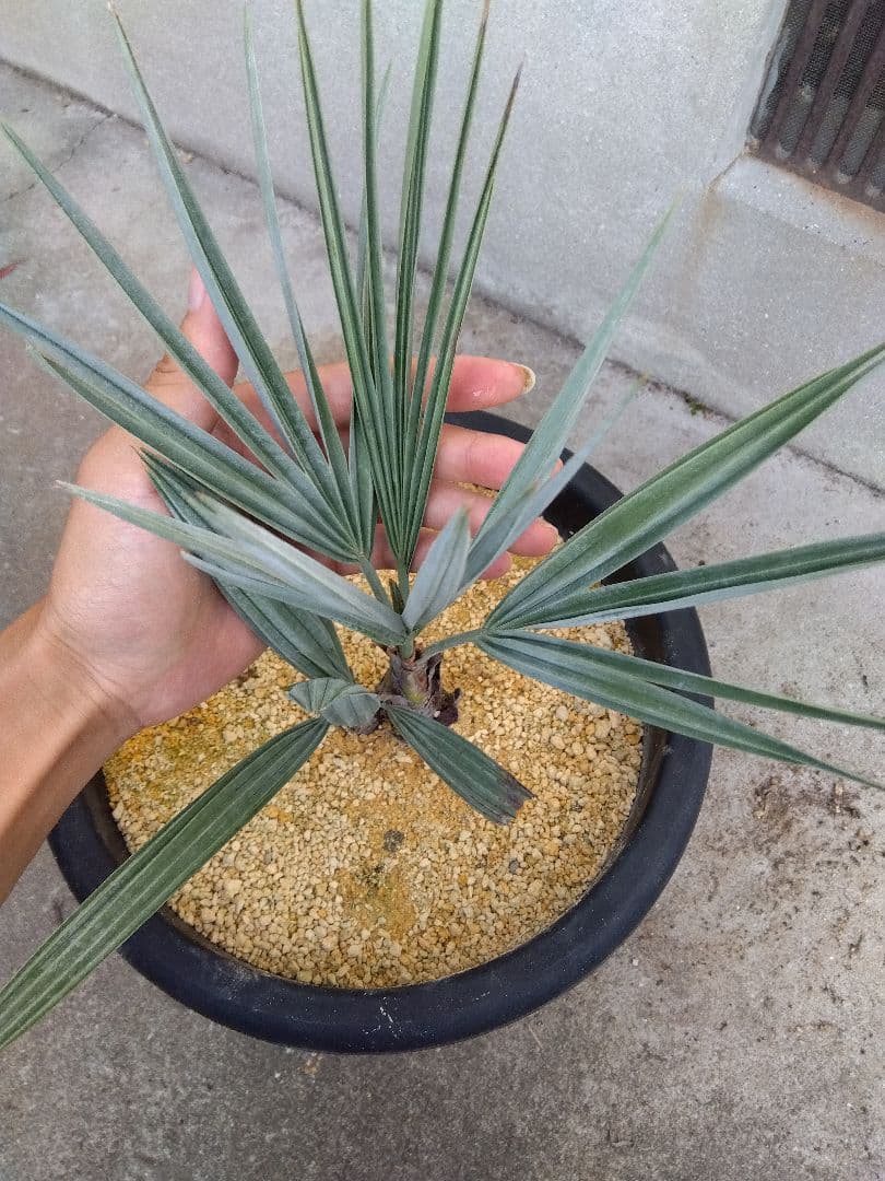 ブラヘアアルマータ　10号鉢つき　ダブル❗　①