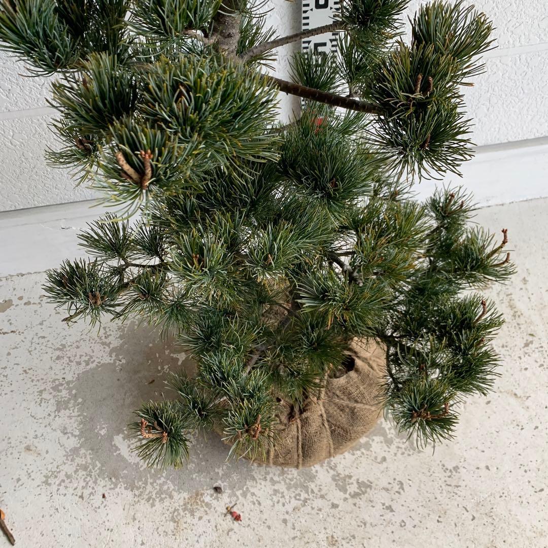 仕立て物　八房五葉松　約110cm【ゴヨウマツ/姫小松/盆栽】147019