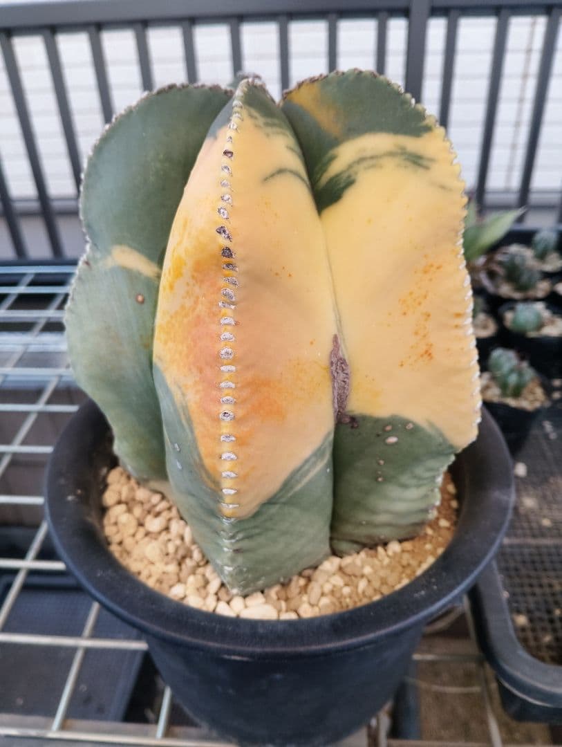 特大 古株 ヘキルリランポー錦 ランポー玉 鸞鳳玉 アストロフィツム サボテン