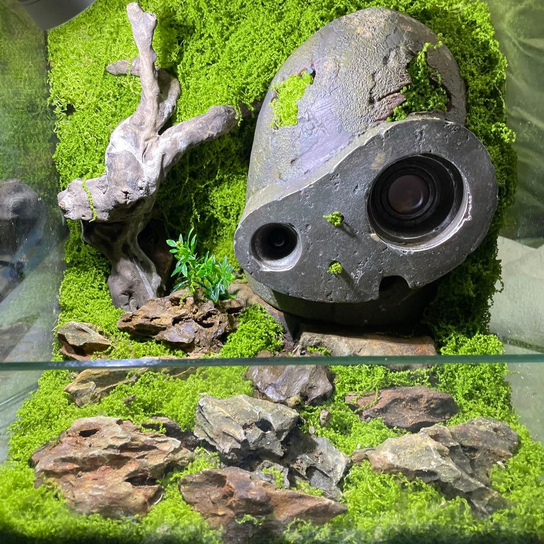 ラピュタロボット兵苔テラリウム