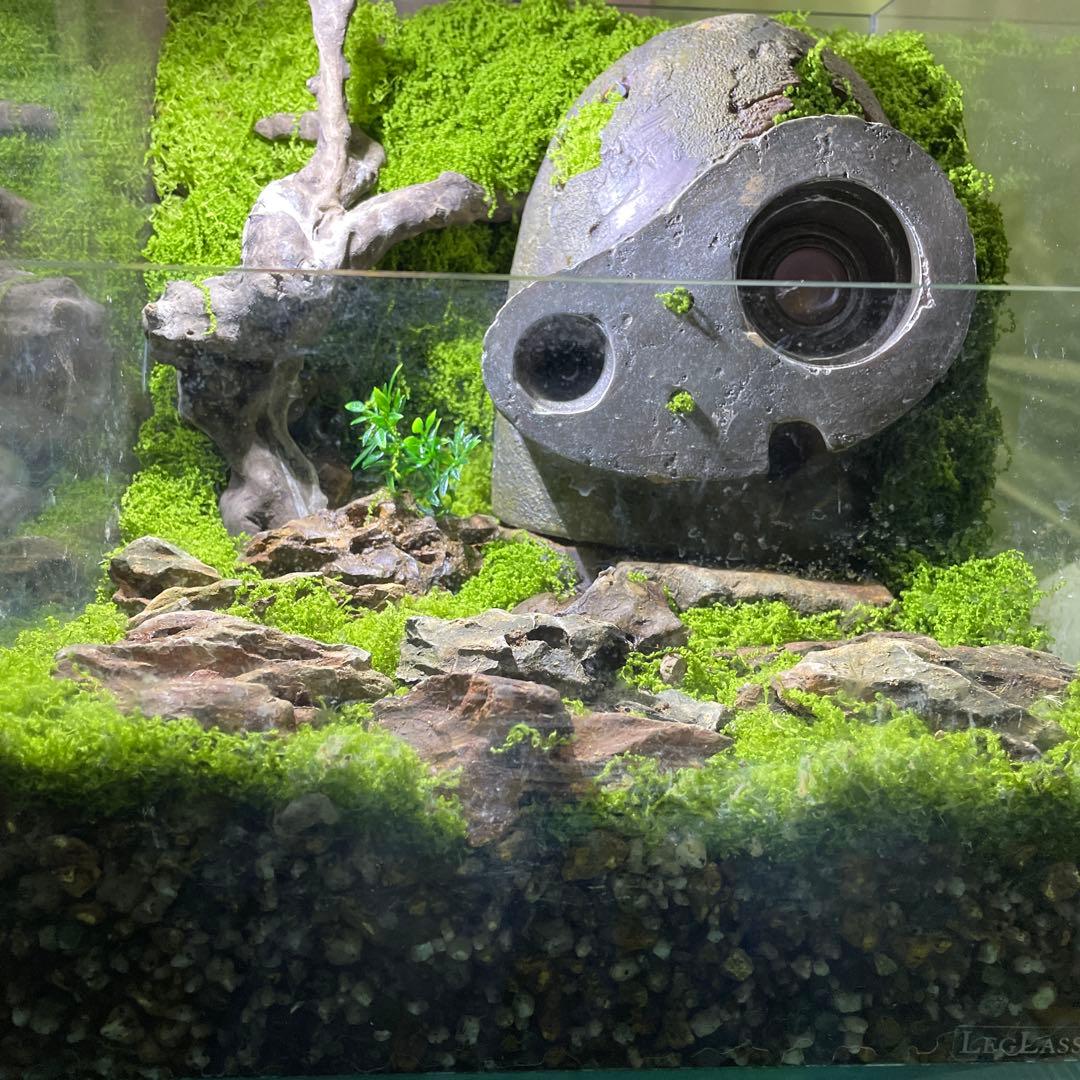 ラピュタロボット兵苔テラリウム