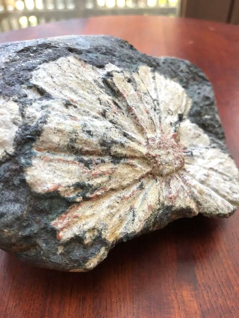 根尾谷産 菊花石｜鑑賞石・天然石｜一輪咲き・約836g