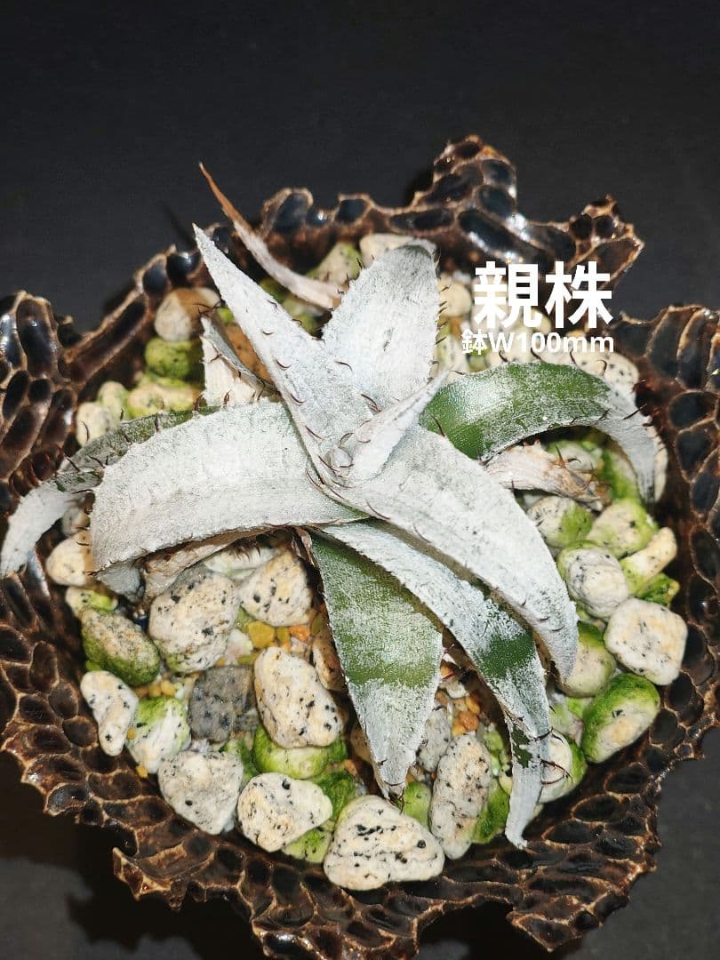 Dyckia braunii 実生 1 ディッキア ブラウニー