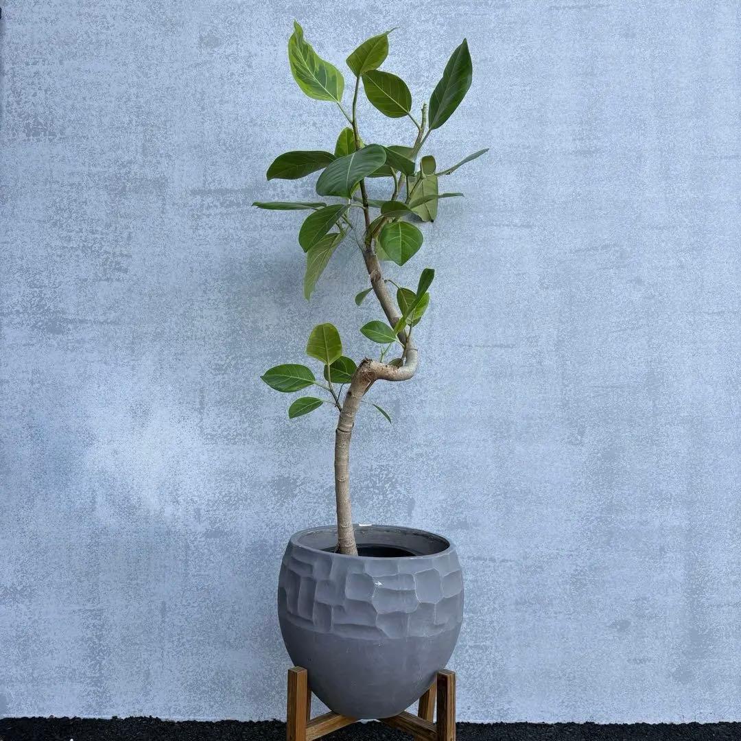 フィカス アルテシマ 観葉植物