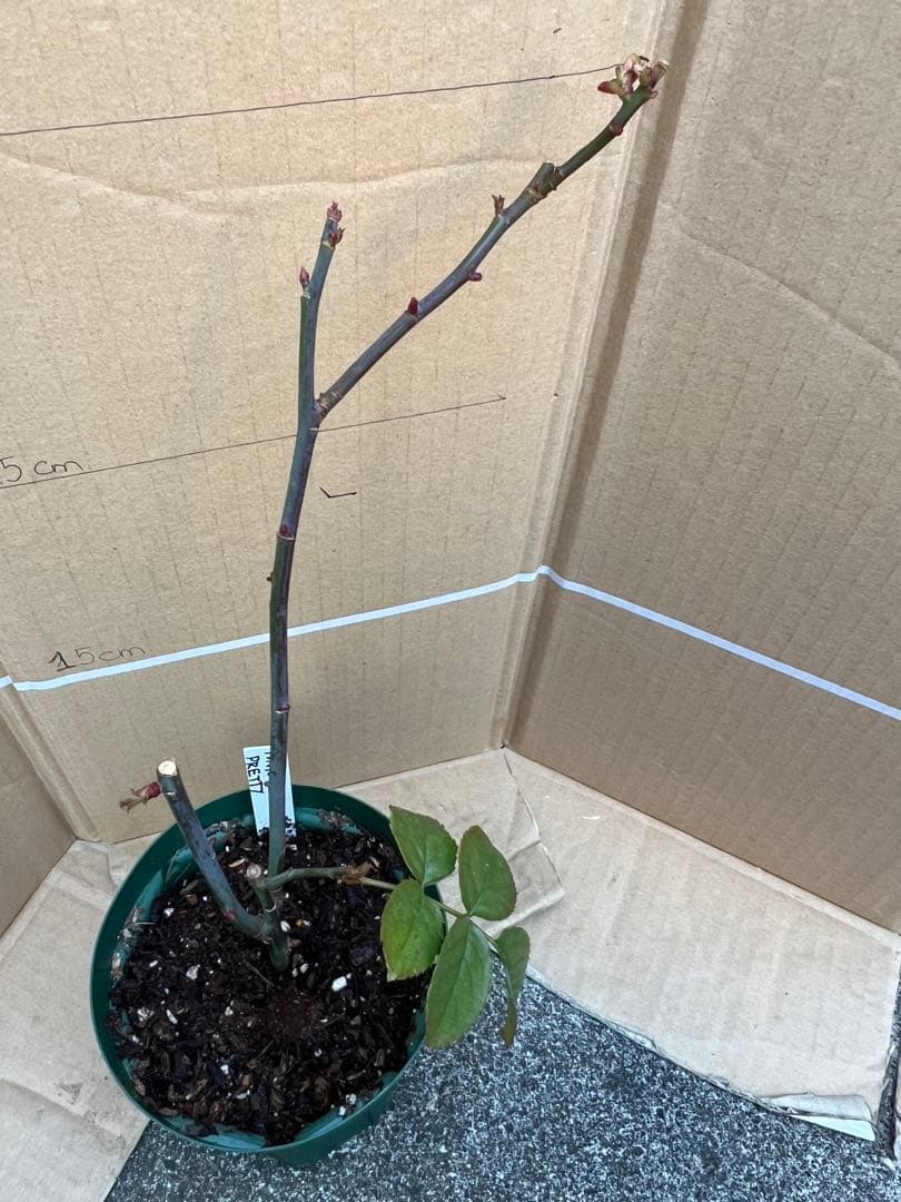 「古澤　蓮」切り花品種バラ苗　レア　4点