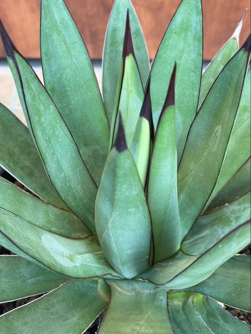 リトルシャーク　鉢付