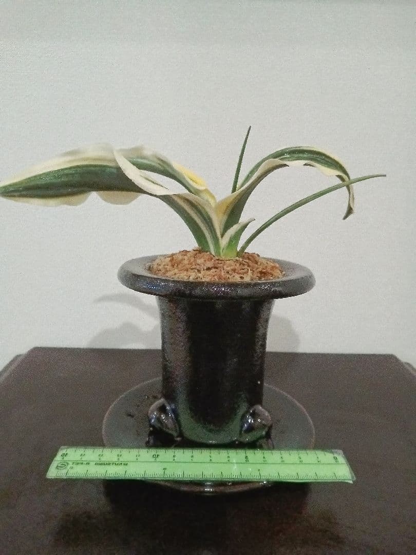 万年青「華宝」