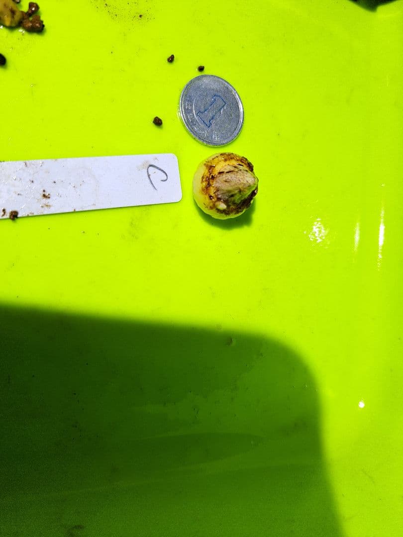 t*o様 山野草　ホロテンナンショウ　模様葉　開花見込み　休眠中