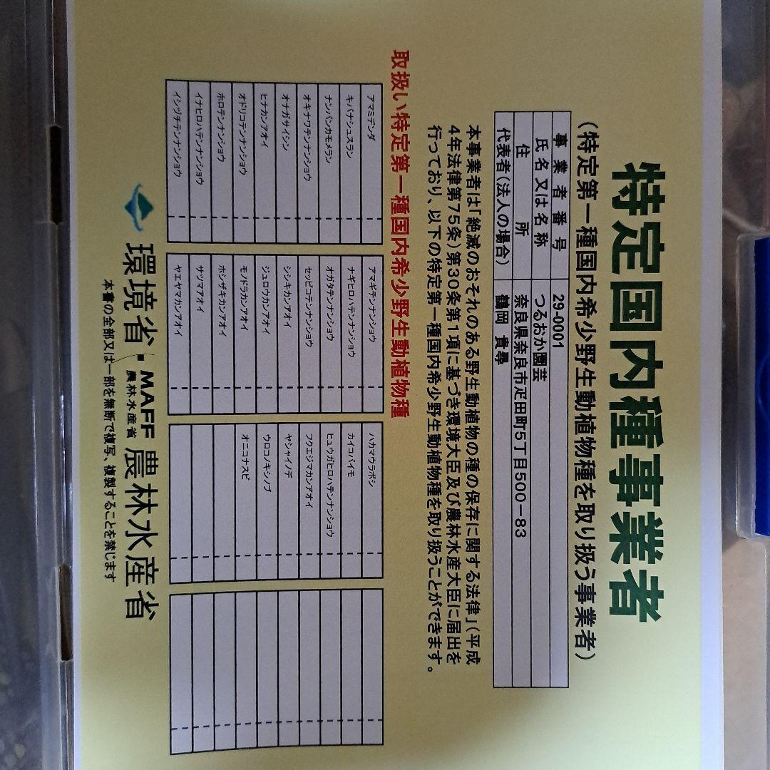 t*o様 山野草　ホロテンナンショウ　模様葉　開花見込み　休眠中