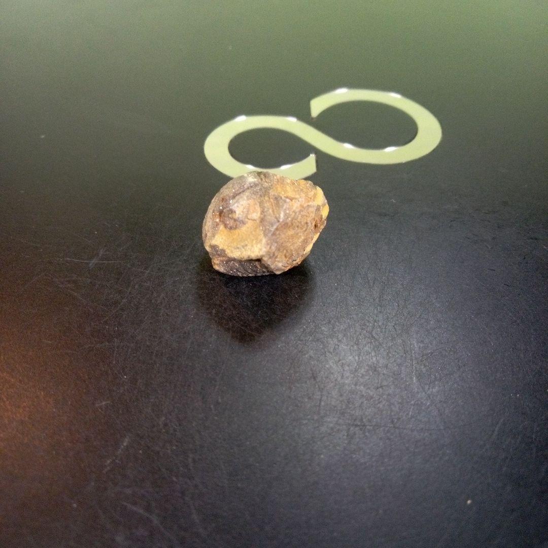 三葉虫　化石　fossil　ボリビア産　trilobite　Bolivia化石①