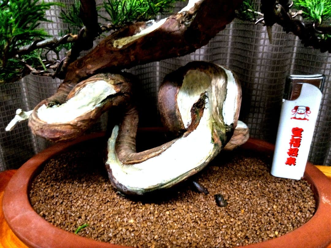 【貴風　糸魚川真柏盆栽】　　　　⭕幹曲一級品❗ ★あきちゃん様…専用★