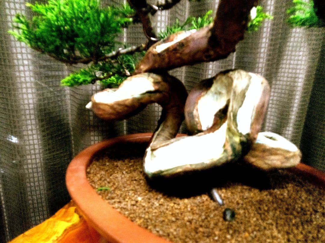 【貴風　糸魚川真柏盆栽】　　　　⭕幹曲一級品❗ ★あきちゃん様…専用★