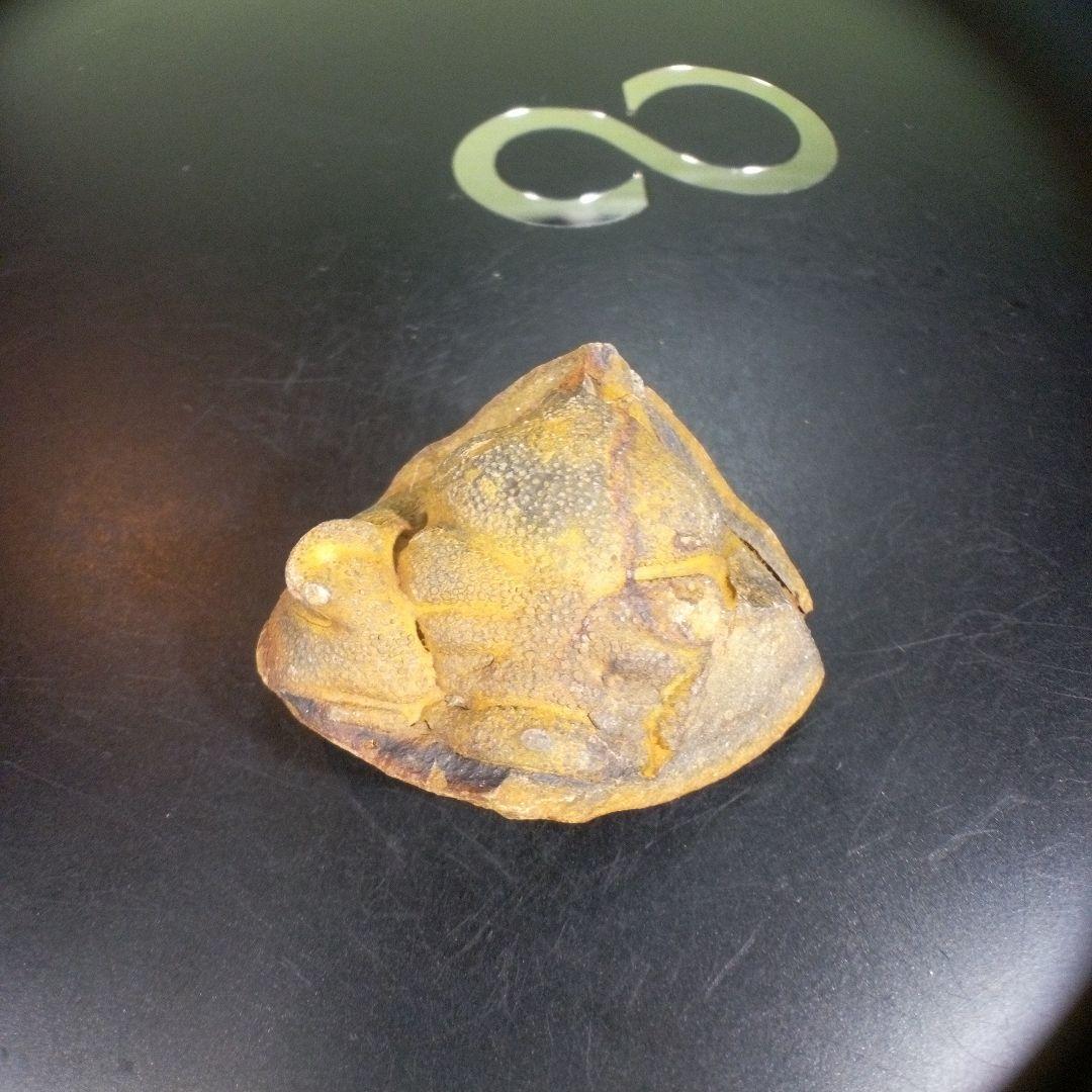 三葉虫　化石　fossil　ボリビア産　trilobite　ボリビア三葉虫郡⑥