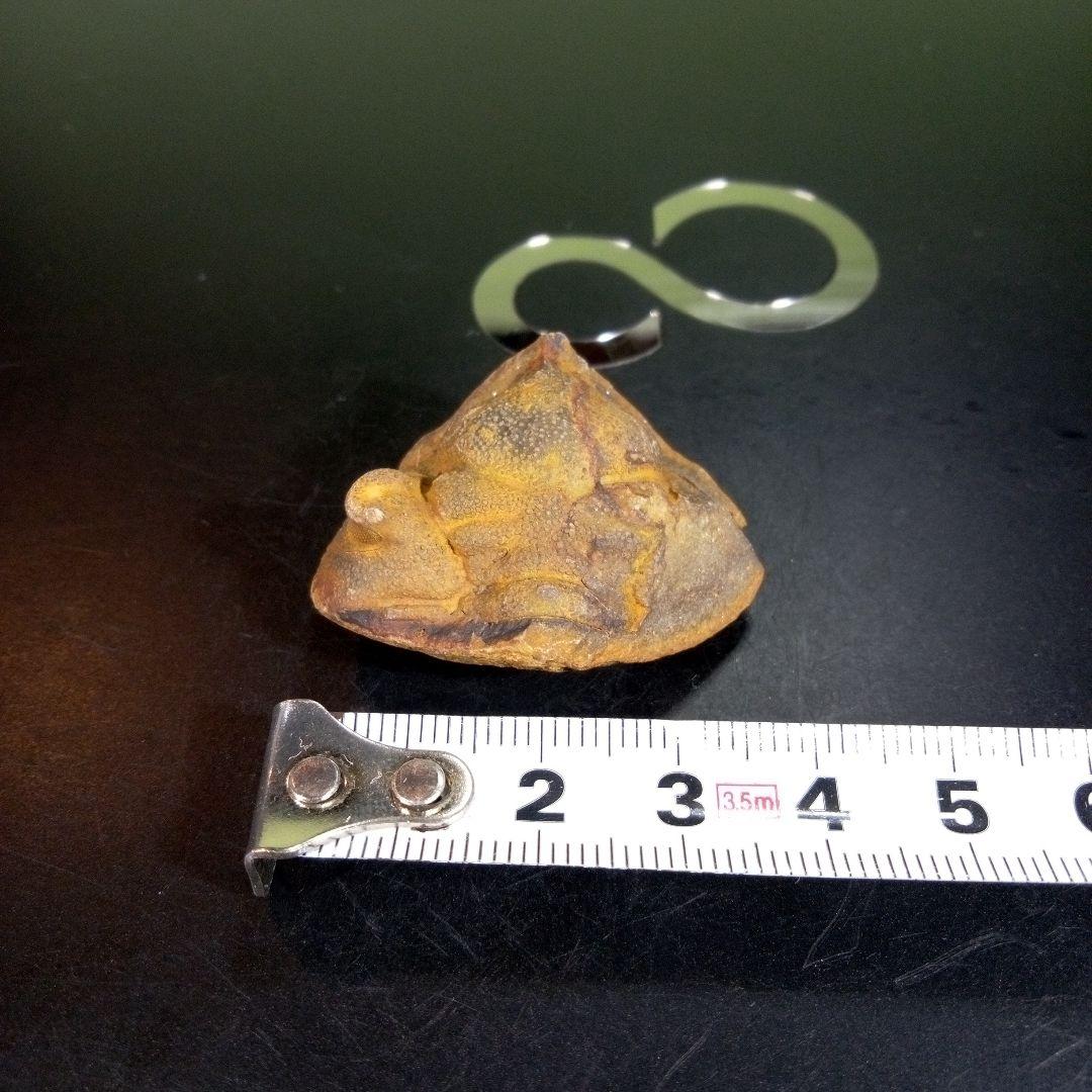 三葉虫　化石　fossil　ボリビア産　trilobite　ボリビア三葉虫郡⑥