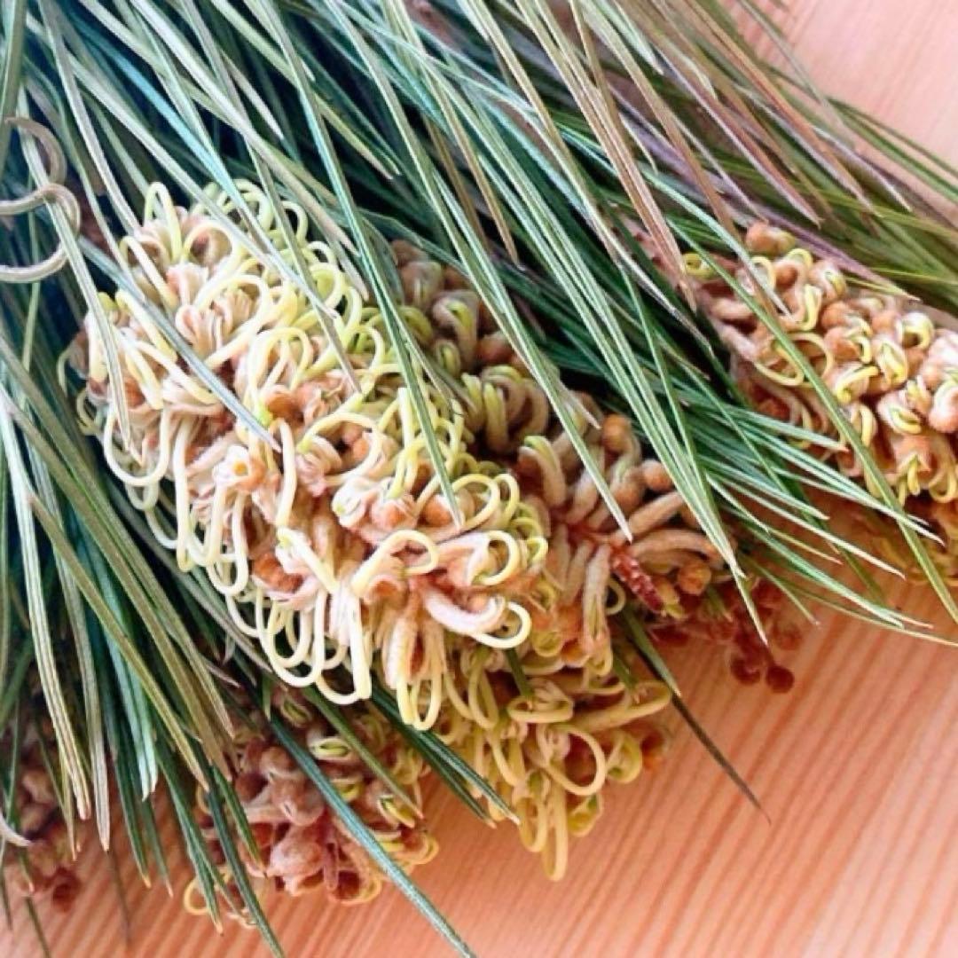 ❇️グレビレア スパイダーマン❣️稀少