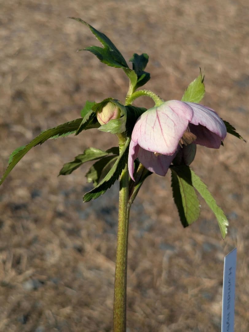 極美 WS★原種交配ヴィリディスhybrid★パステリッシュ・ポーセリン系