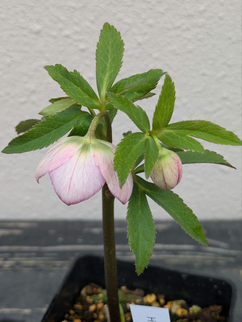 極美 WS★原種交配ヴィリディスhybrid★パステリッシュ・ポーセリン系