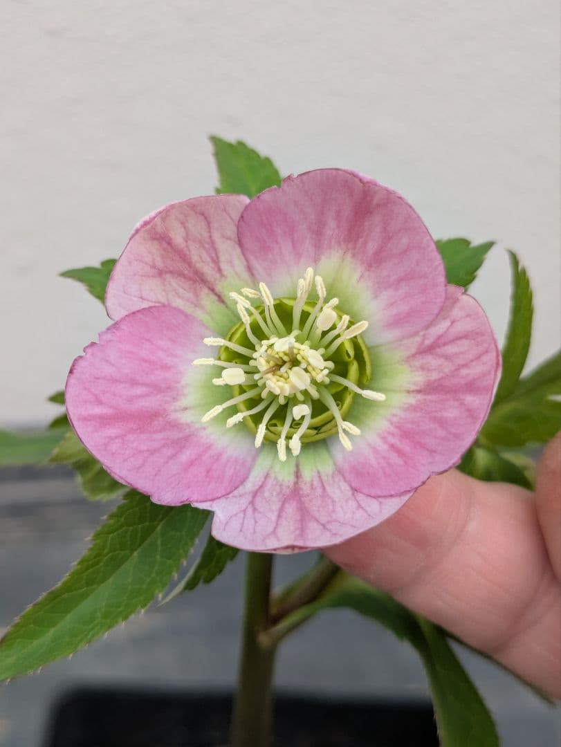 極美 WS★原種交配ヴィリディスhybrid★パステリッシュ・ポーセリン系