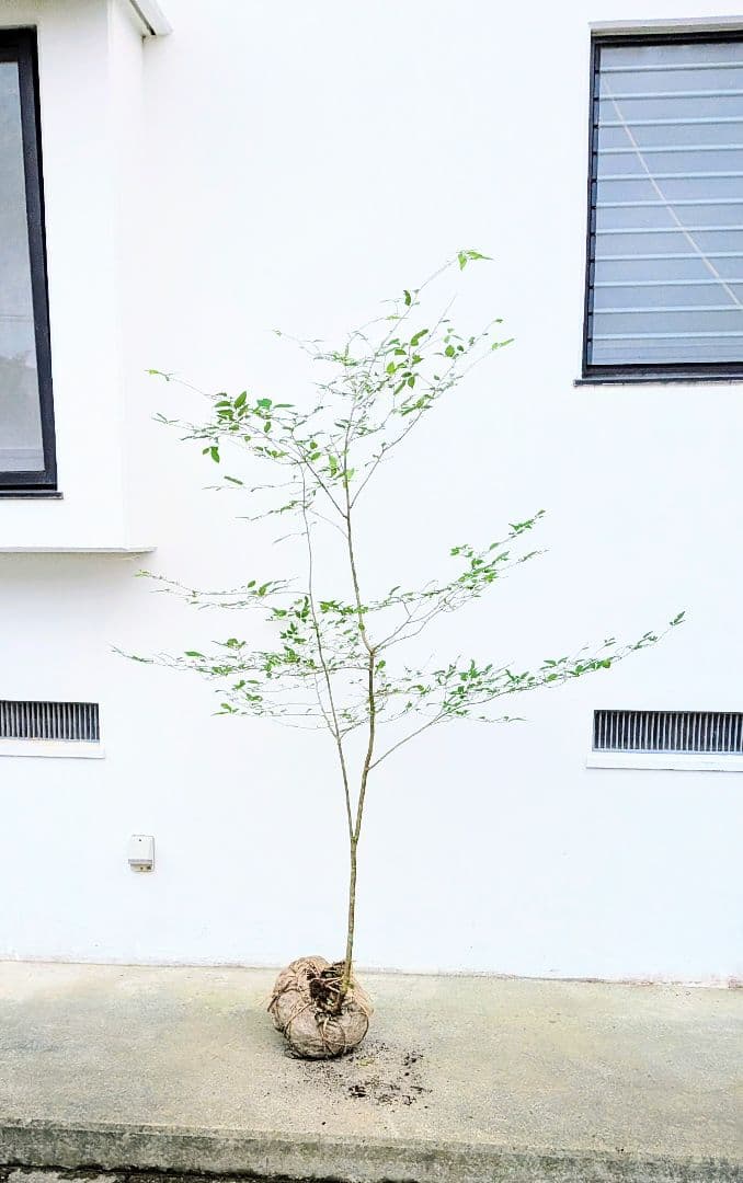 山採りウメモドキ。
