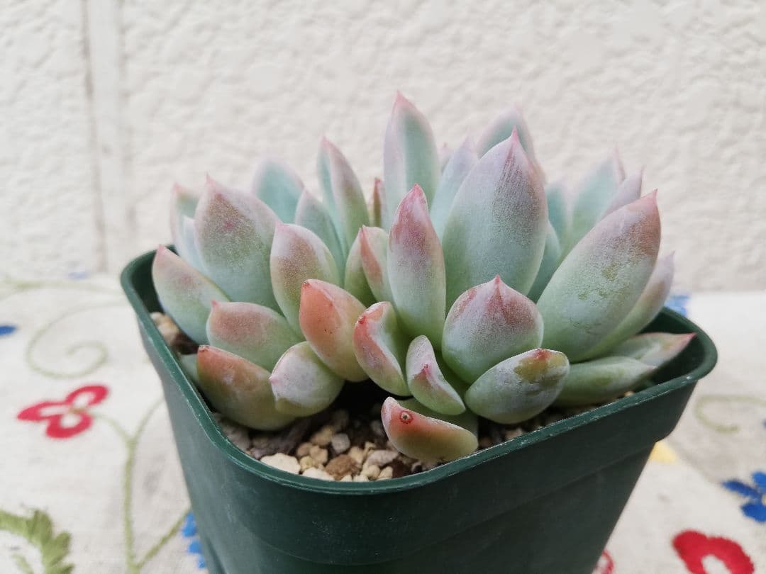 多肉植物　レア　アニー　韓国苗