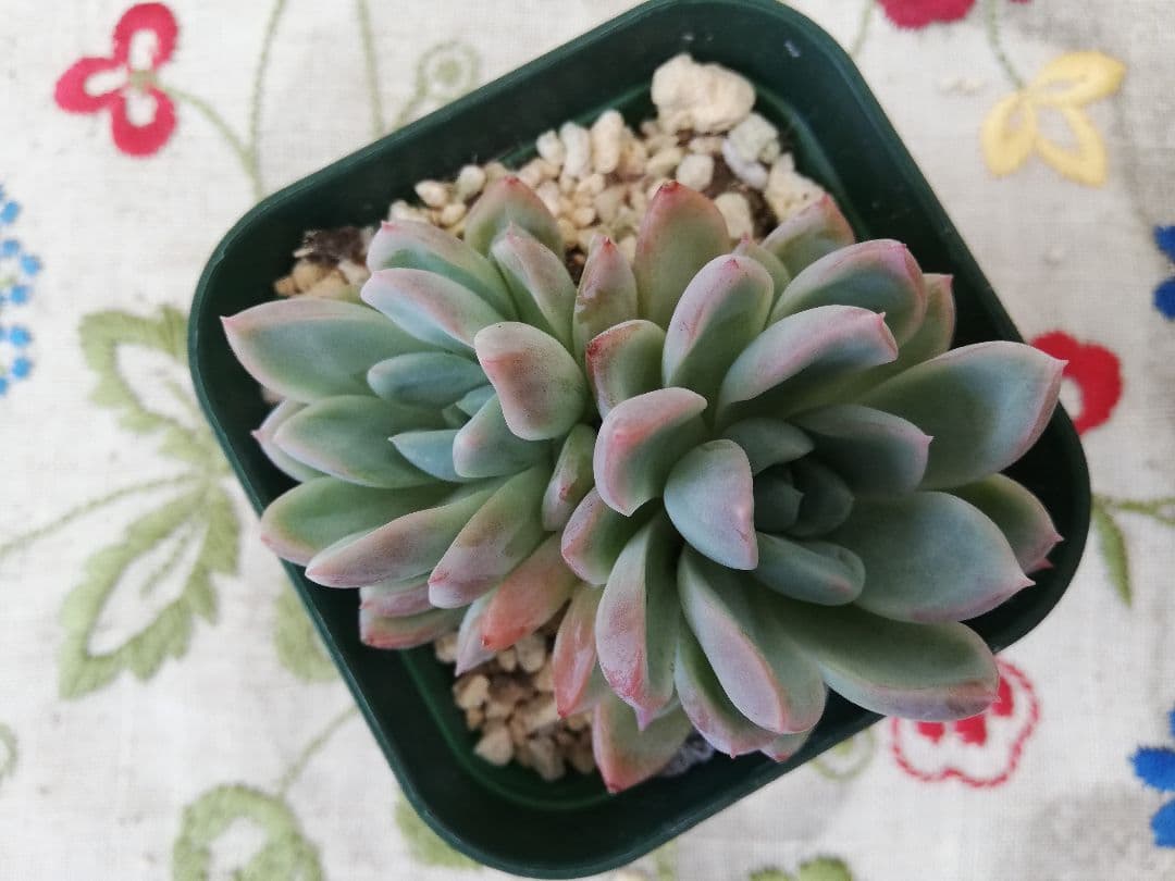 多肉植物　レア　アニー　韓国苗