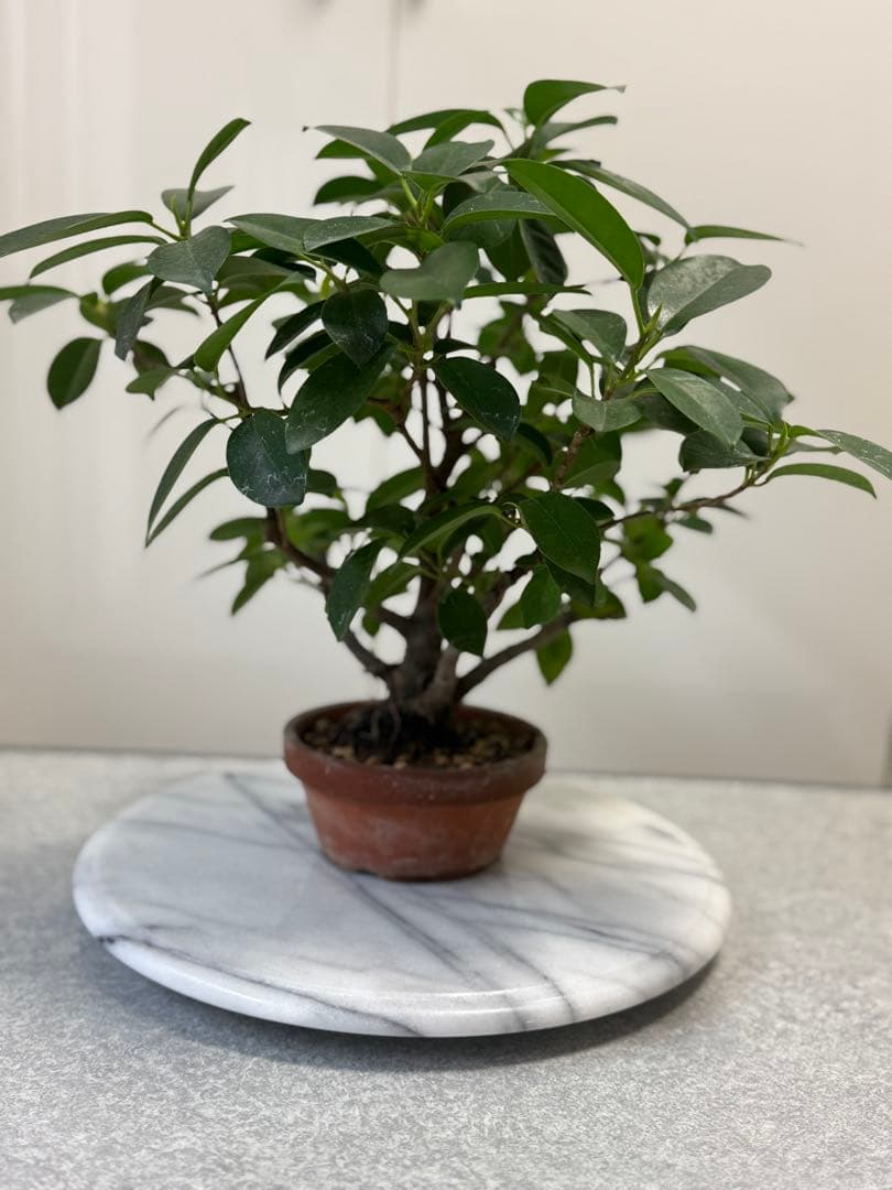 パンダガジュマル