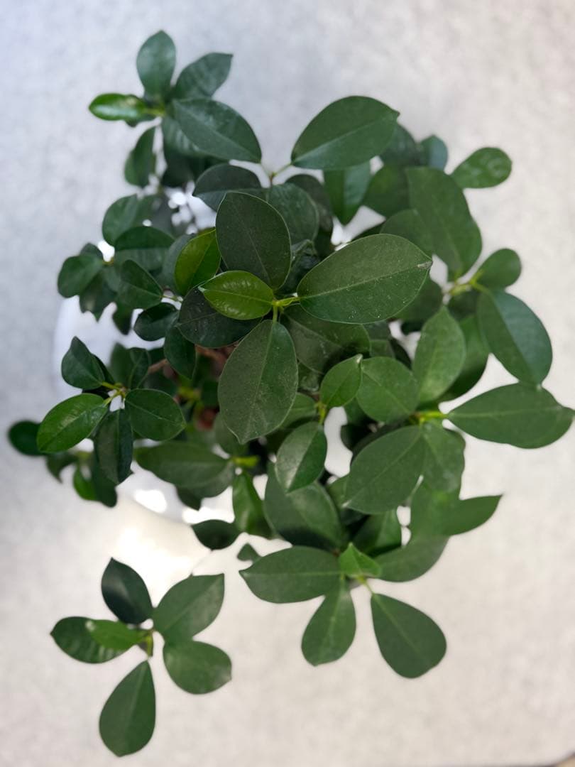 パンダガジュマル