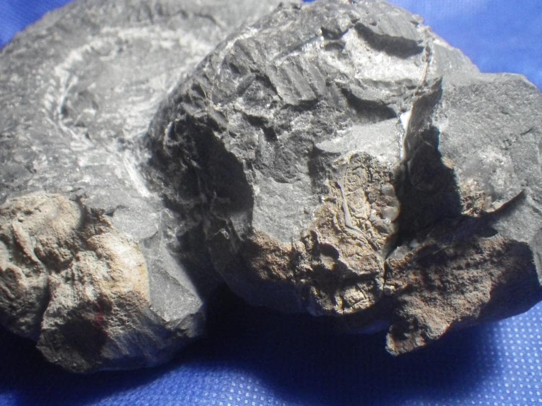 国産化石 ２５０４１５－２