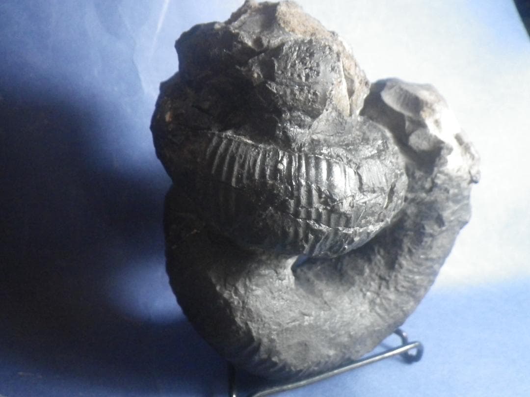 国産化石 ２５０４１５－２