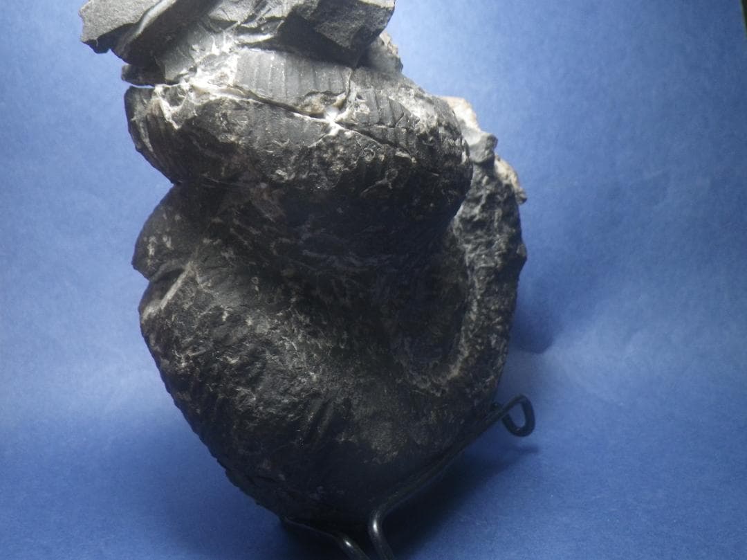 国産化石 ２５０４１５－２