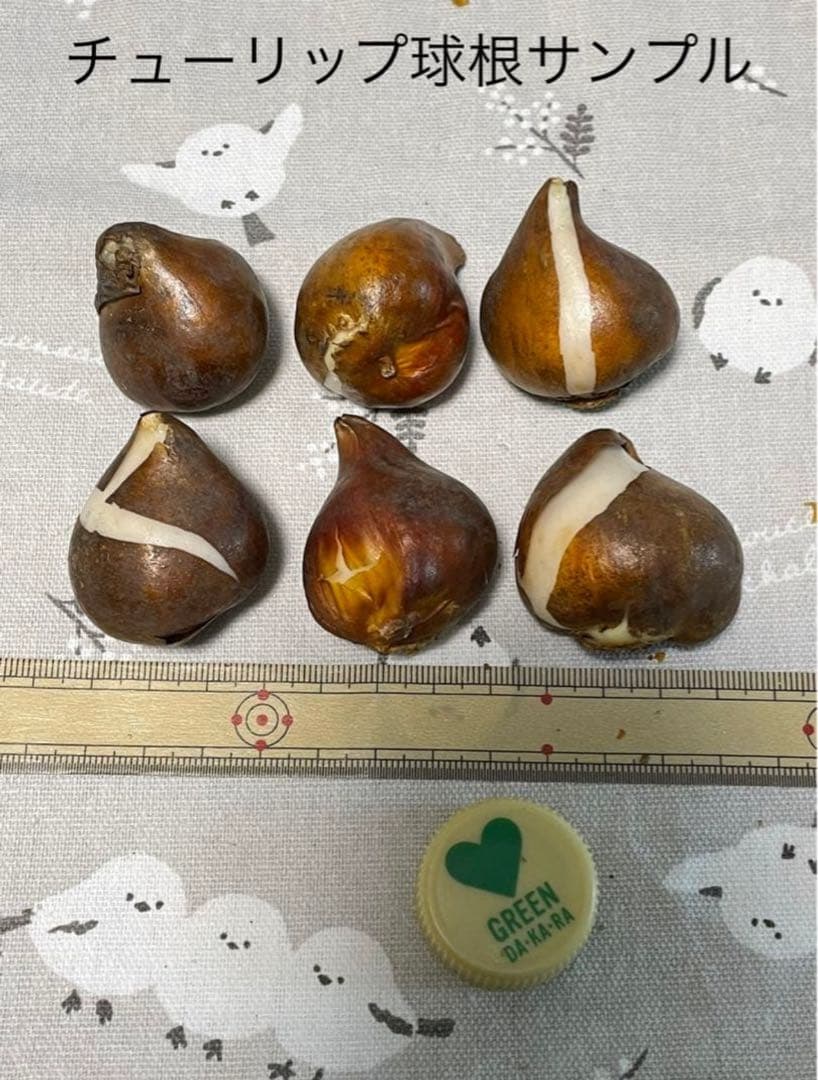 【球根】ラブラドール　5球　チューリップ　レア品種　ボルドー　フリンジ咲き
