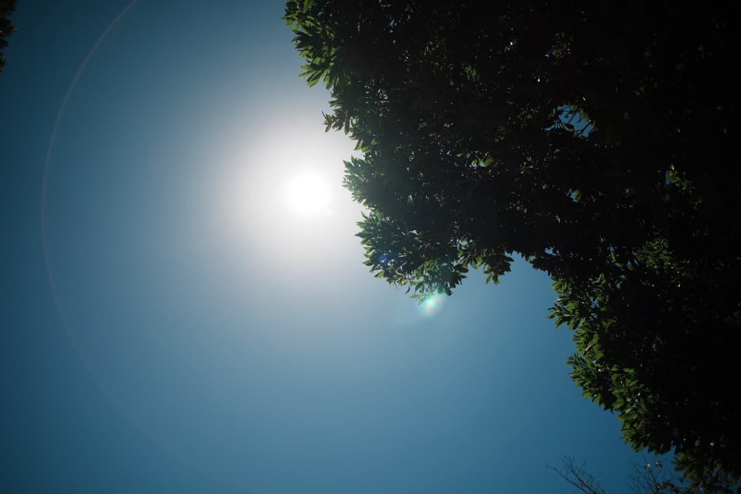 【極美品】Nikon Ai-s Nikkor 24mm F2.8 342 ニコン