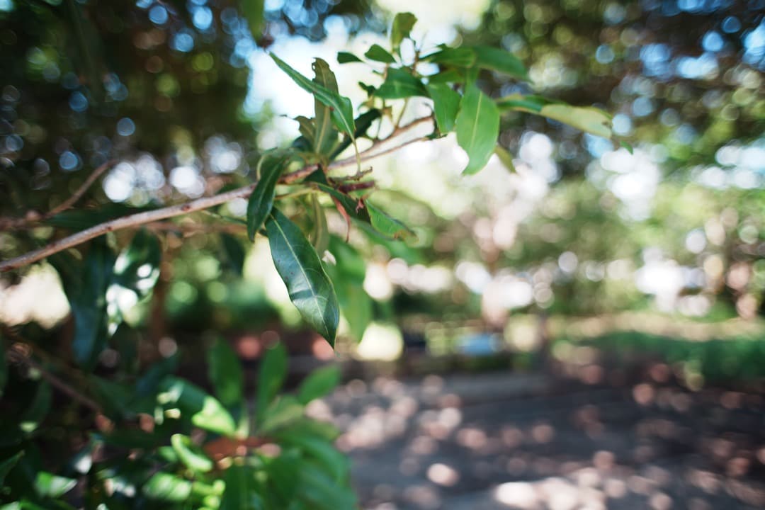 【極美品】Nikon Ai-s Nikkor 24mm F2.8 342 ニコン