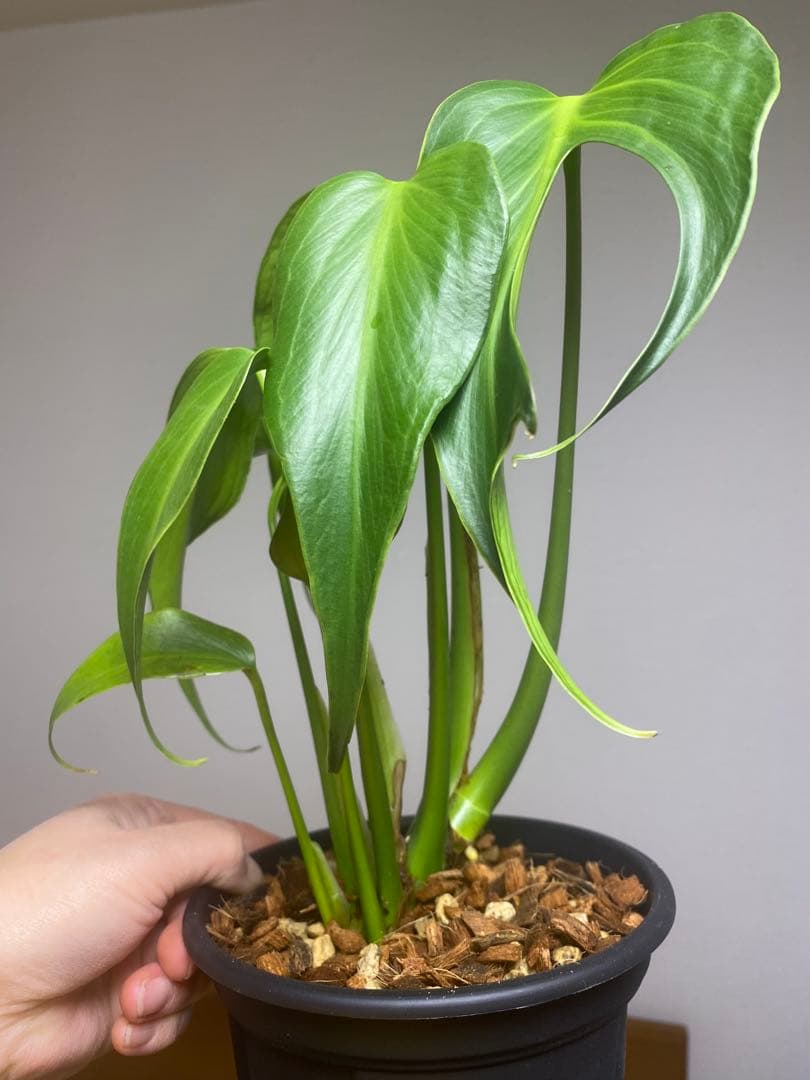 マ*ん様 【棚整理セール‼️】モンステラ　バールマルクス　希少　レア　人気‼️